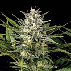 Pinneaple Skunk (x3)